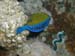 arabian boxfish.jpg